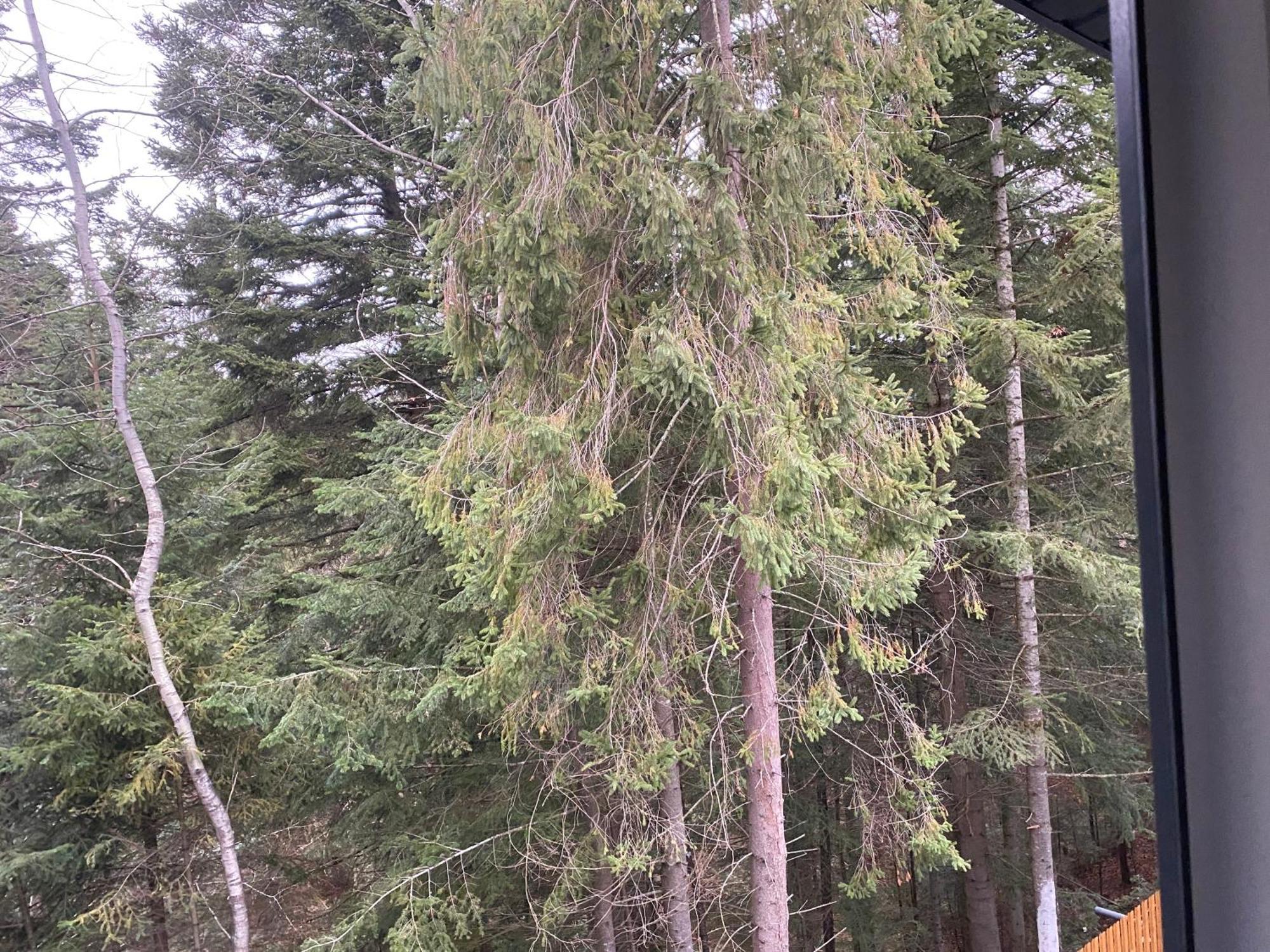 Феєрія Лісу Skhidnytsia Exterior foto